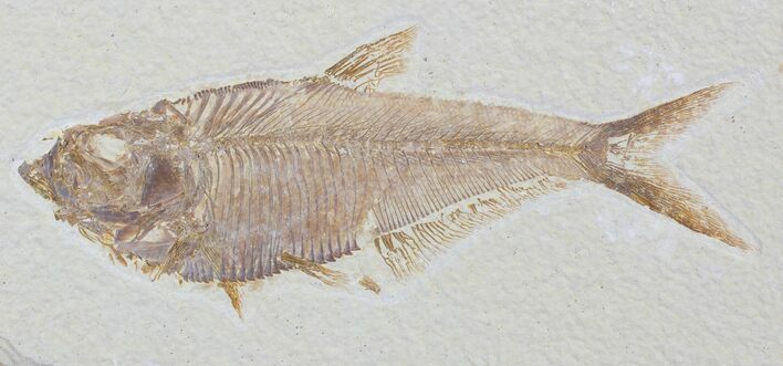 Detailed, Diplomystus Fossil Fish - Wyoming #79058